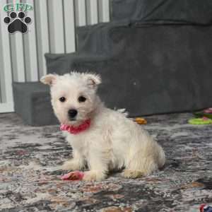 Kendra, West Highland Terrier Puppy
